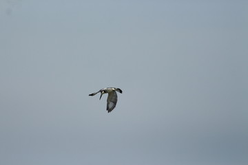 A pied Kingfisher in Tanzania