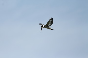 A pied Kingfisher in Tanzania