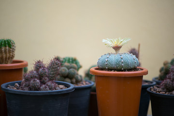 Astrophytum asterias "KABUTO" cactus and flower in pot