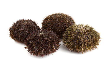 Gray sea urchins