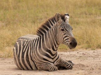 Young zebra lying down in the dust