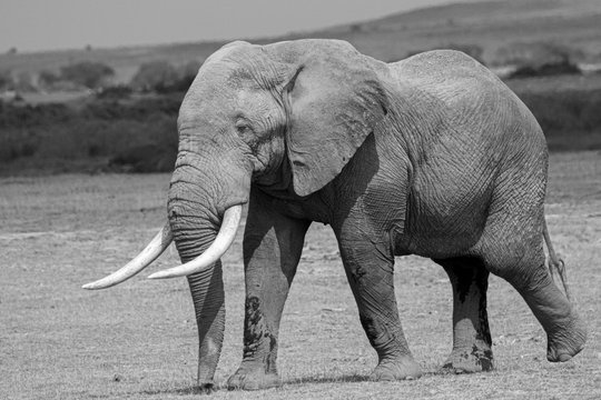 Black and white photo of an Elephant