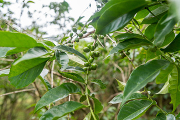 Immature green coffee cherries