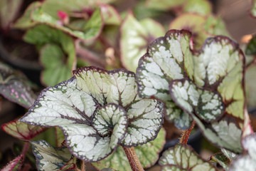 Selective focus Painted leaf begonia in the garden.Colorful pattern of beautiful painted - leaf begonia.(Rex begonias )