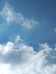 Fototapeta premium A hawk flying in the sky