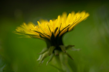 Löwenzahn © Hanna Gottschalk