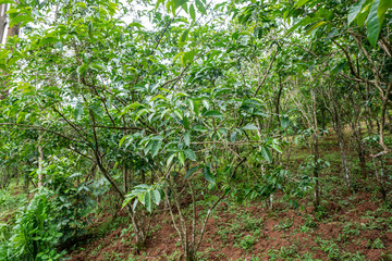Coffee plants