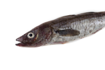Alaska pollock
