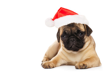 Pug  puppy in a Santa Claus hat