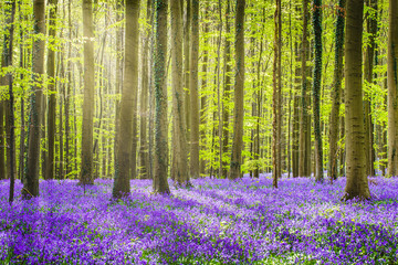 Fototapeta na wymiar Halle forest during springtime, with bluebells carpet. Halle, Bruxelles district, Belgium