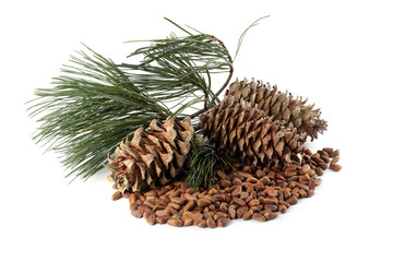 Fototapeta premium Cedar pine nuts and cones