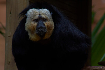 Singe Saki