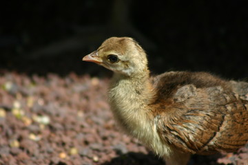 Bébé paon