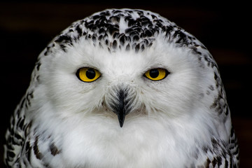 snowy owl eyes