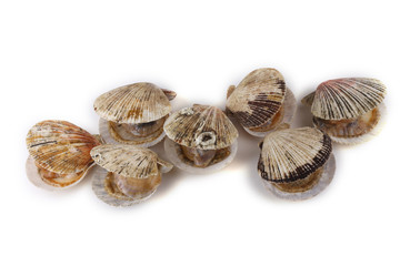 Opened scallops isolated on white