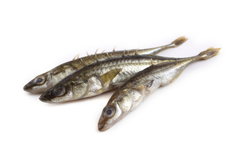 Stickleback fish isolated on white