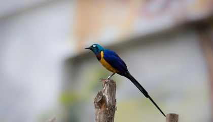 Golden-breasted Starling perched on the tree branch, Cosmopsarus regius