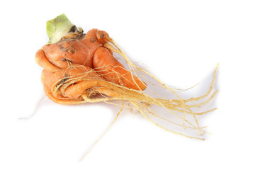 Funny ugly carrot