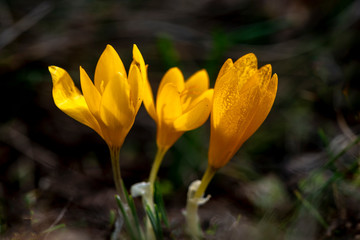 Yellow crocus chrysanthus in the spring