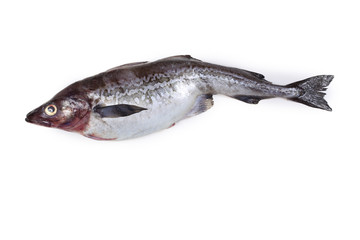 Alaska pollock on white background