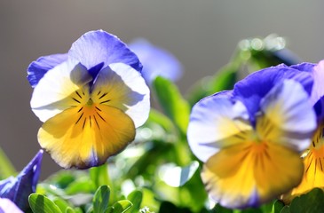 Purple Pansies in the garden