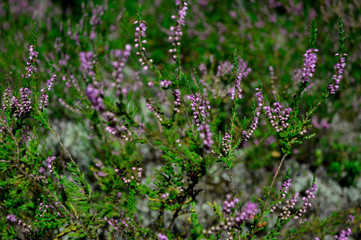 purple flowers in the forest