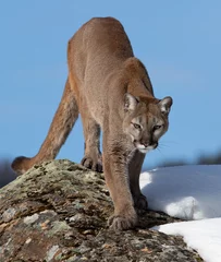 Fototapeten Cougar or Mountain lion (Puma concolor) on the prowl on top of rocky mountain in the winter snow in the U.S. © Jim Cumming