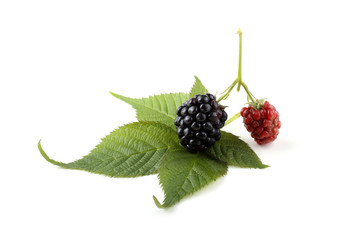 Blackberry and leaf