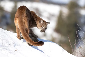 Poster Puma oder Berglöwe (Puma concolor) wandern im Winterschnee in Montana, USA © Jim Cumming