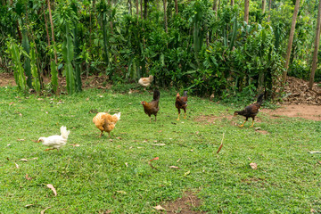 Grazing chickens in Ethiopia