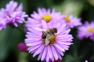 Violet chrysanthemums background
