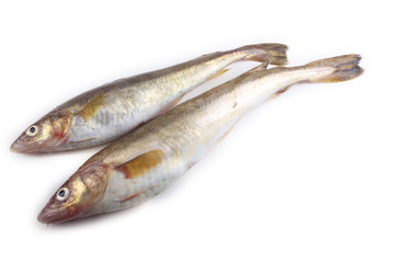 Saffron cod isolated on white