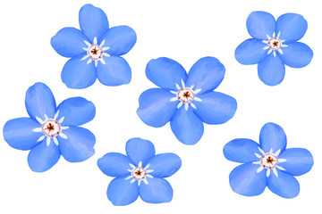 Drawn myosotis blue flowers. Clip art on white background