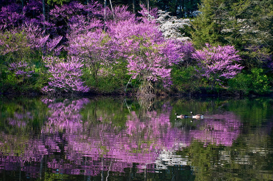   A pair of canada geese swim through the reflections of the redbud trees along the shore of a secluded lake.
