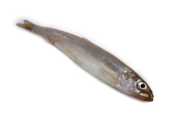 Smelt fish isolated on white