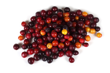 Different plum varieties