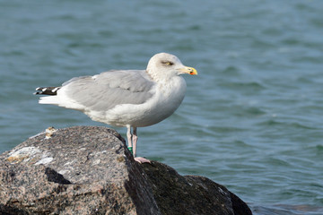 Obraz premium Silbermöwe an der Ostsee