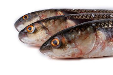 So-iuy mullet (pelengas)