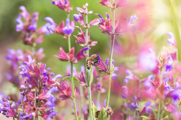 Salvia pratensis, meadow clary or meadow sage purple flowers. Collection of herbs. Medicines from medicinal plants. concept Medicine