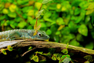 green frog on leaf