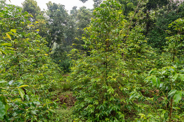 Coffee plants in Ethiopia