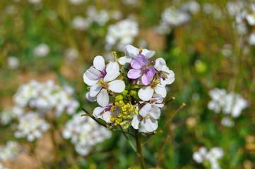 Flores silvestres en el campo en febrero
