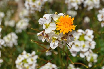 Flores silvestres en el campo en febrero