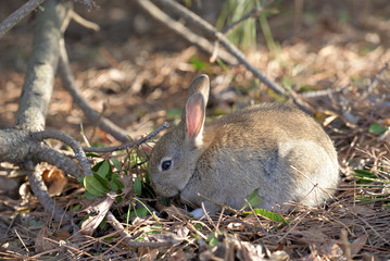 Little European rabbit, on the island of Ohkunoshima in Hiroshima Prefecture. Japan