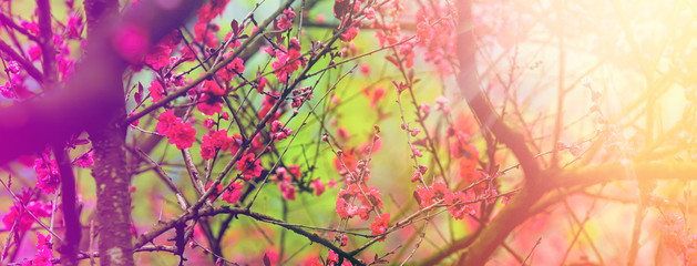 Obraz na płótnie Canvas Spring blossom background. Beautiful nature springtime scene with blooming tree. Abstract blurred sunny background.
