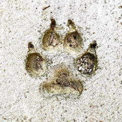  footprint of dog in concrete