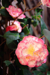 camellias