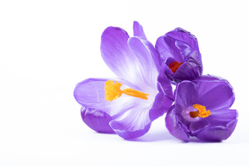 three crocus flowers have blossomed and lie