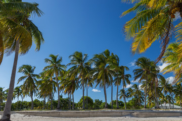 Fototapeta na wymiar Palm trees on the Key Biscayne Beach in Florida