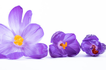 in a row are three crocus flowers